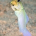 jawfish_yellowhead_dw_wc_v_0082_tci1907.jpg